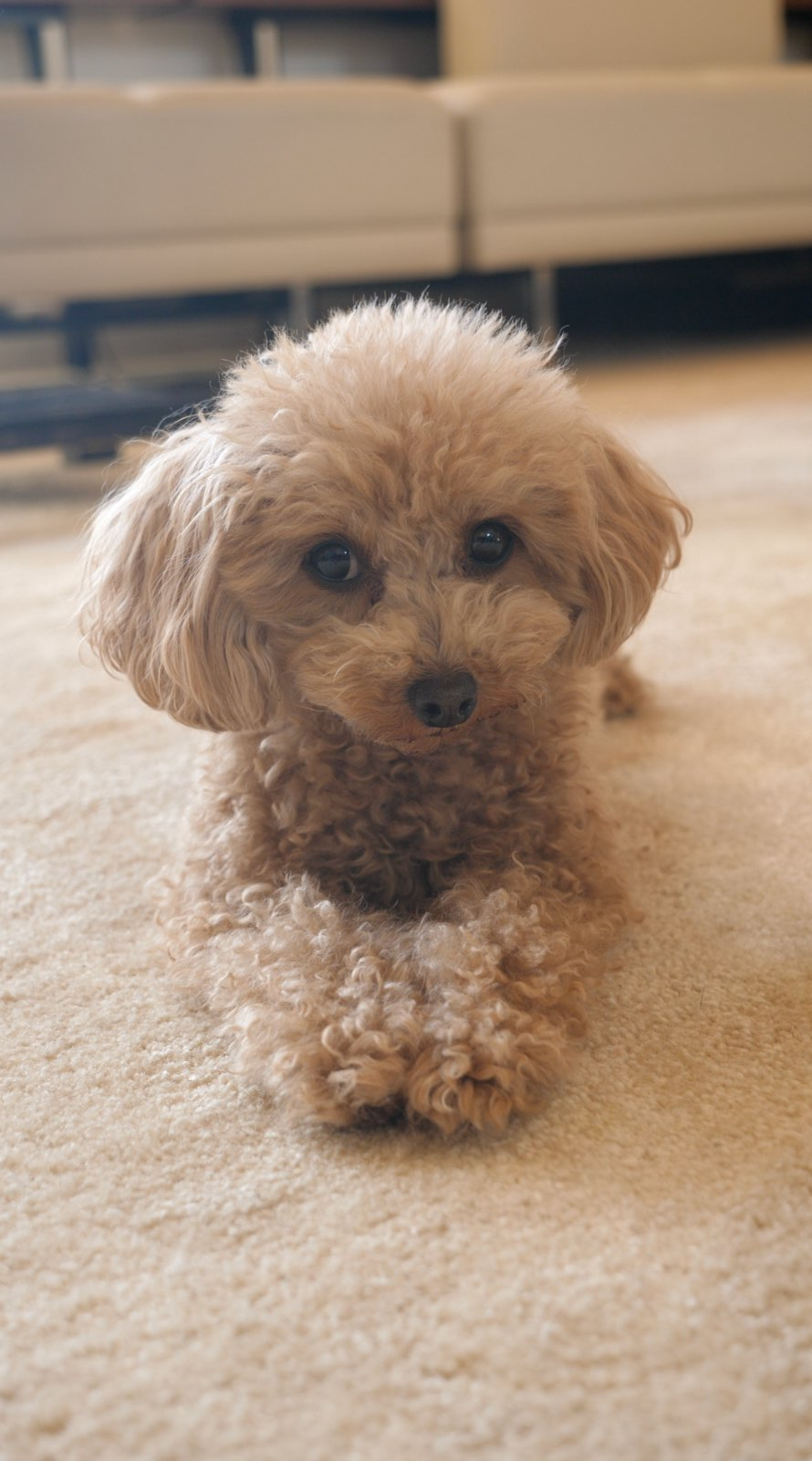 Bobby