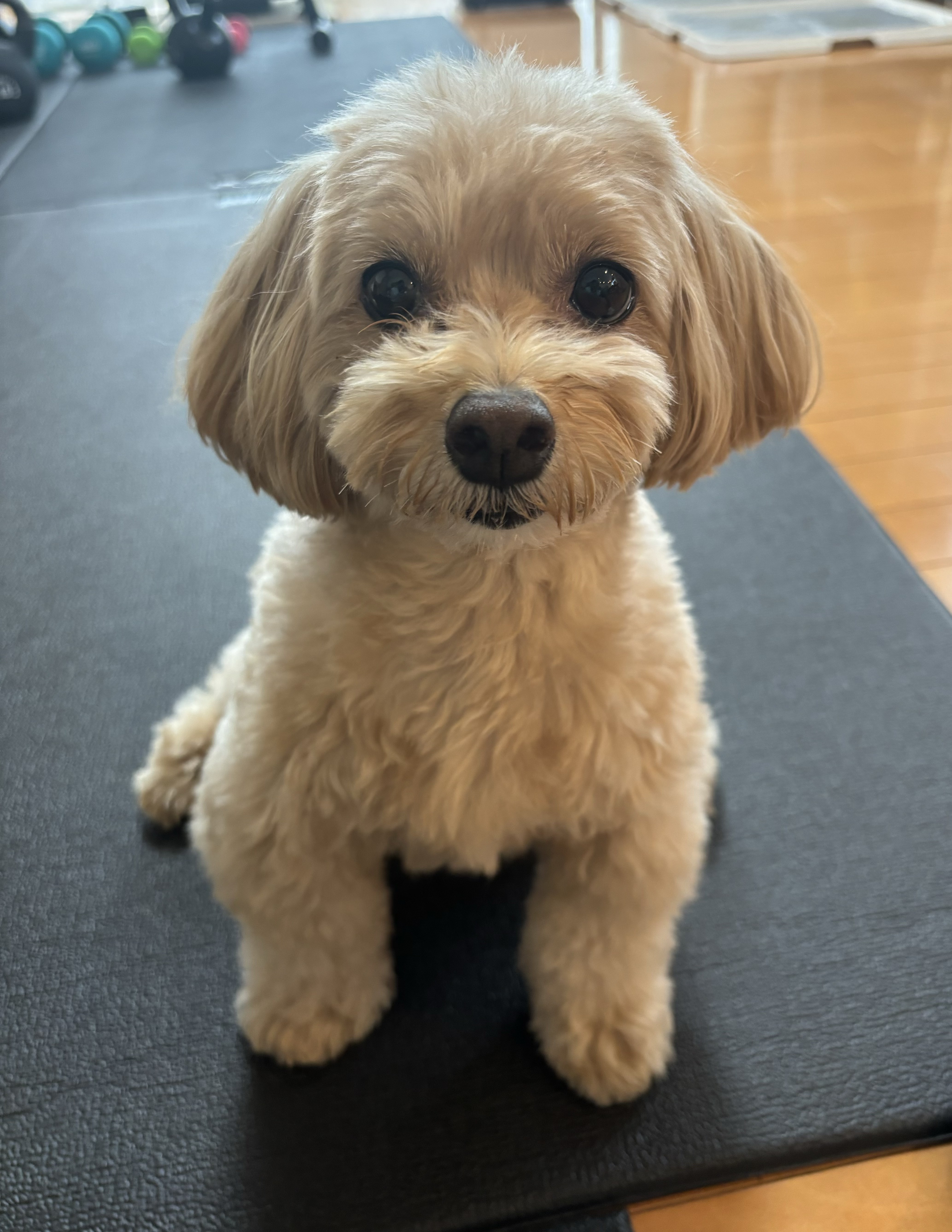 Penny